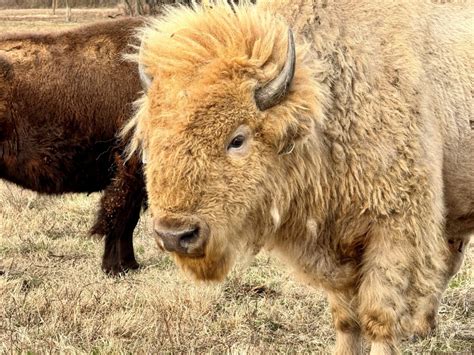 1 in 10 million bison found in Oklahoma — why's it so rare?